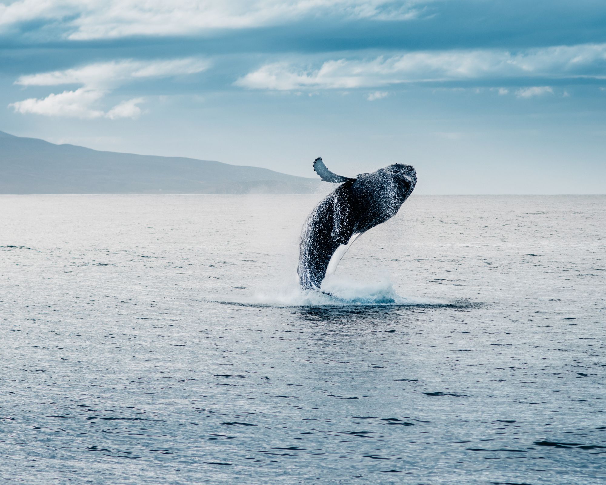 Close encounters in calm summer seas — whale watching, where luxury meets the wild.